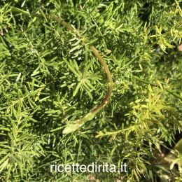 La mia pianta di Asparagi