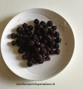 Grappa con More